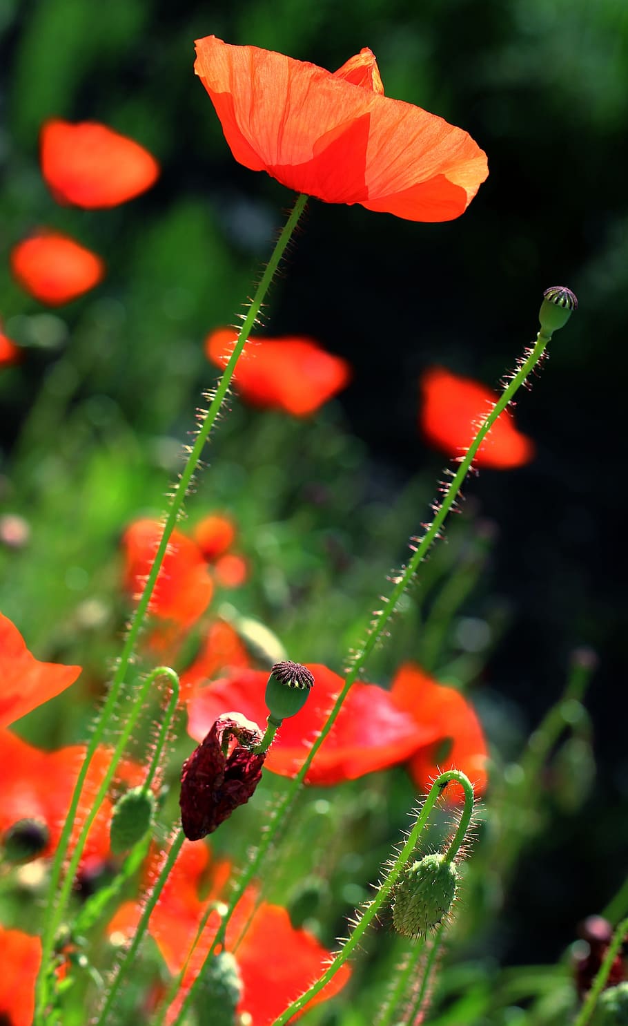 Flower, Spring, Plant, Nature, Garden, poppies, chalices, meadow HD wallpaper