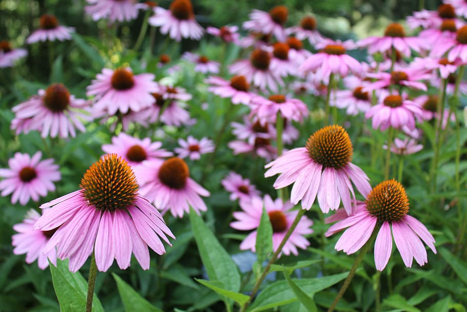 nature, field, flowers, garden, beautiful, bloom, blooming, blossom HD wallpaper