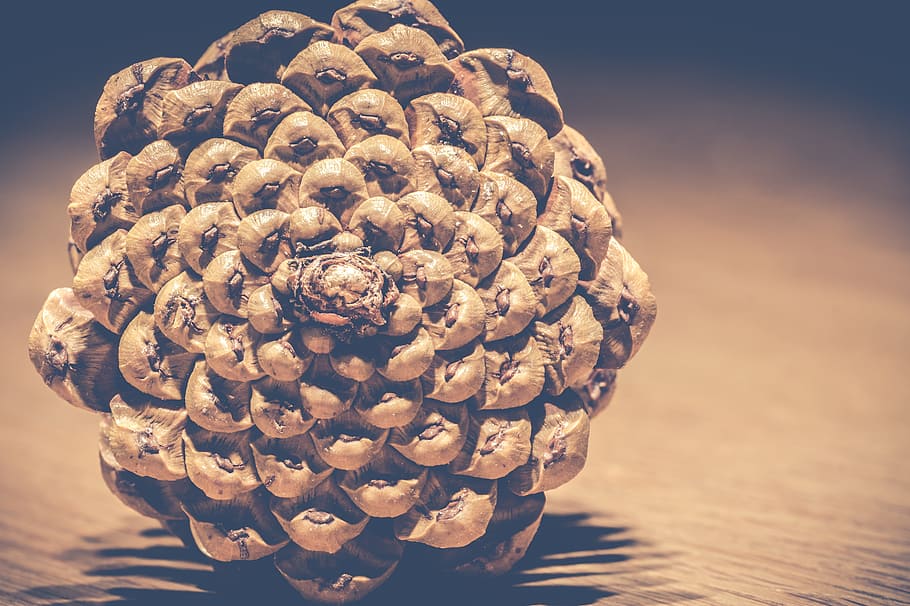 pinecones, pine cone, nature, autumn, forest, decoration, fir tree HD wallpaper