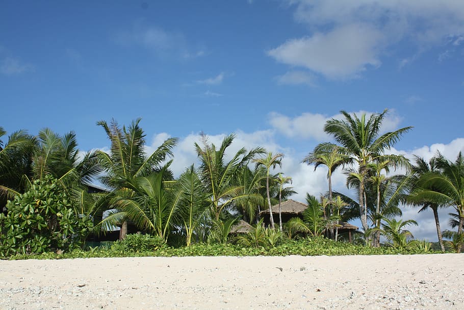 Guam, Nikko Hotels, Nature, Landscape, palm tree, beach, day, HD wallpaper