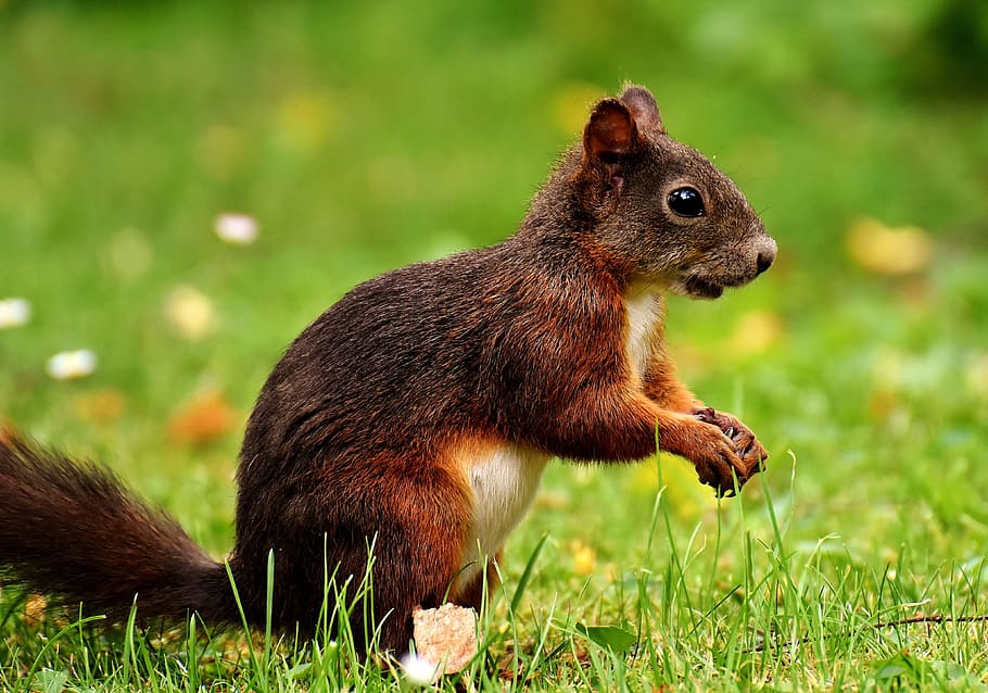brown squirrel, nager, cute, nature, rodent, animal, tree, fur