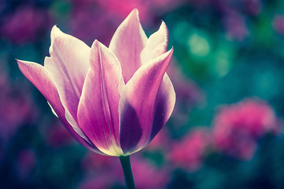 selective focus of pink and black flower, pink tulip flower selective focus photography, HD wallpaper