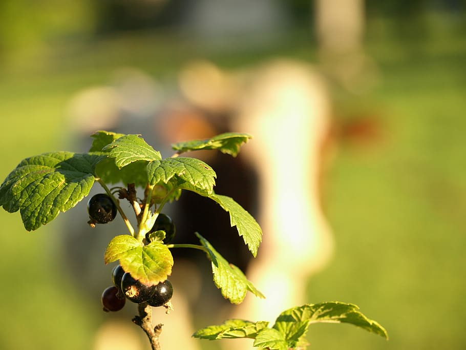 currant, nature, fruit, garden, village, plant, growth, leaf HD wallpaper