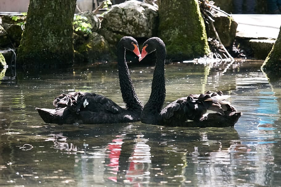 two black swans on body of water, Monogamous, Heart, Good, Life, HD wallpaper