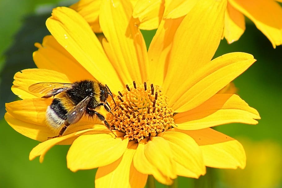 Hummel, Blossom, Bloom, Bee, Insect, yellow, flower, petal HD wallpaper