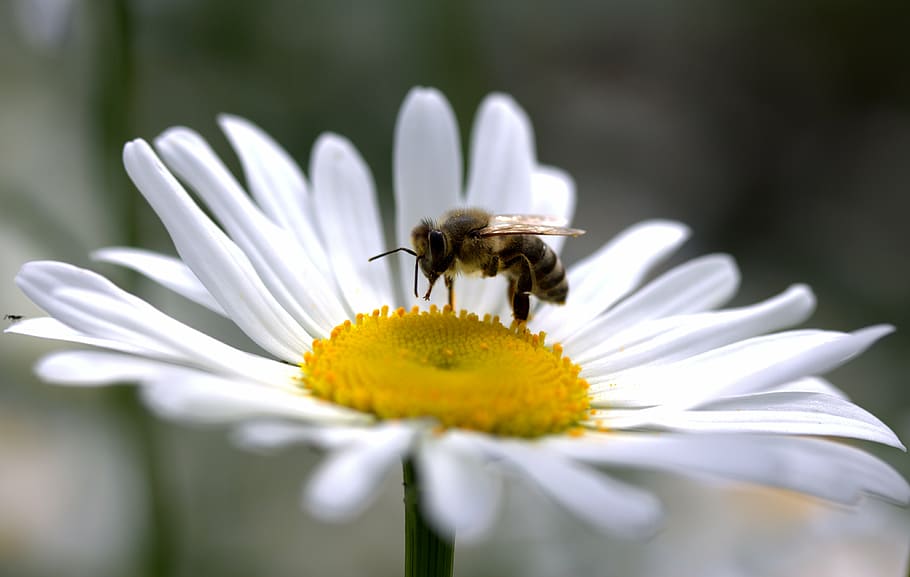honeybee on white daisy flower selective focus photography HD wallpaper