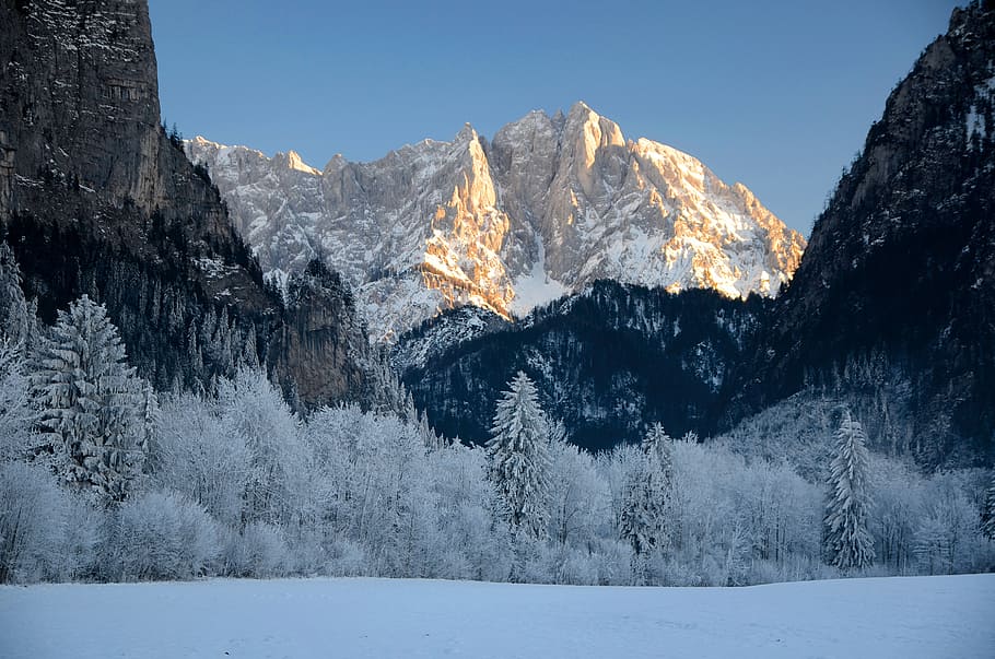 snow covered trees near mountain, alpine, austria, panorama HD wallpaper