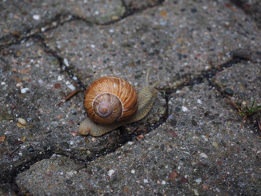 snail, shell, mollusk, reptile, helix pomatia, housing supporting country snail HD wallpaper