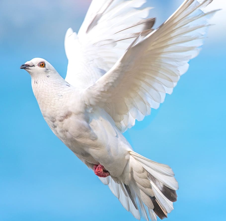 HD wallpaper: white bird, white dove, bird in flight, wing, pigeon, fly,  nature | Wallpaper Flare