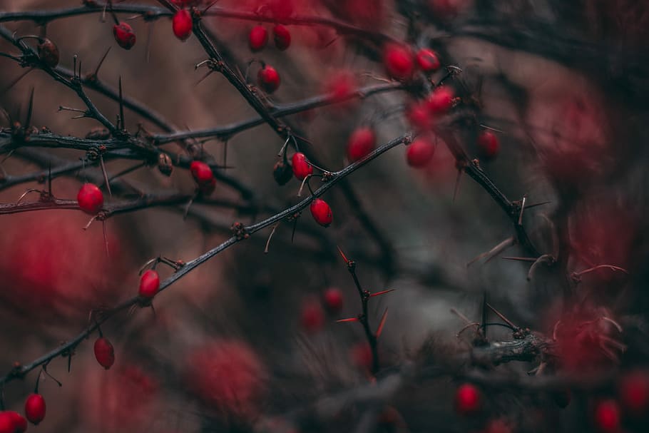 red cherry fruits, selective focus photography of red fruits on tree HD wallpaper