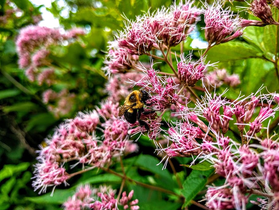 bee, flowers, nature, plant, blossom, pollen, bloom, park, national park