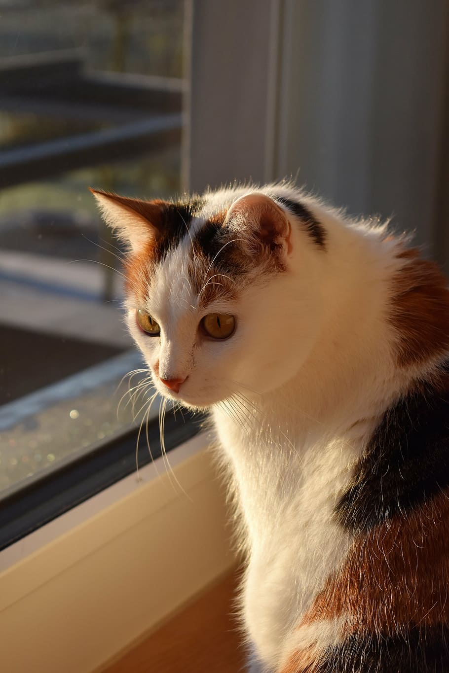 cat, white, animal, creature, pet, white cat, mieze, adidas HD wallpaper