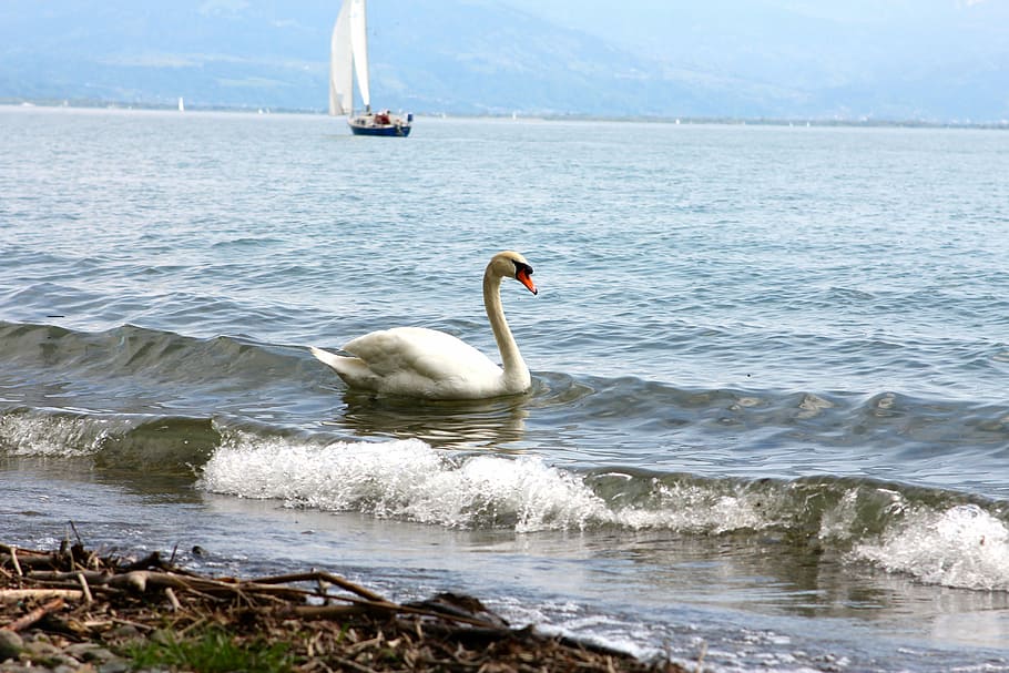 Swan, Lake, Water Bird, Feather, beautiful, nature, white, lake constance, HD wallpaper