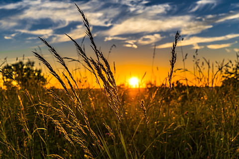 green grass field through sunset photography, summer, meadow HD wallpaper