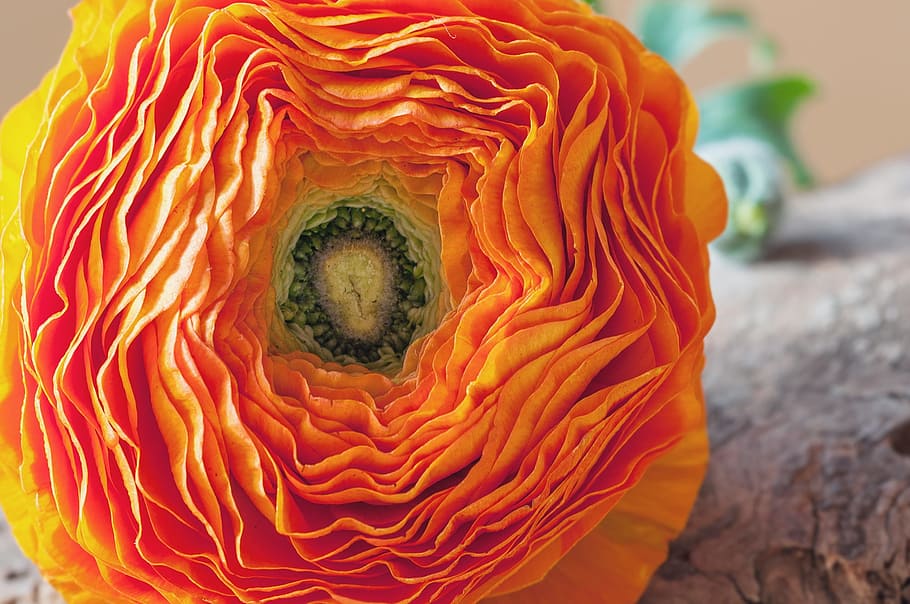 ranunculus, flower, blossom, bloom, petals, spring, spring flower HD wallpaper