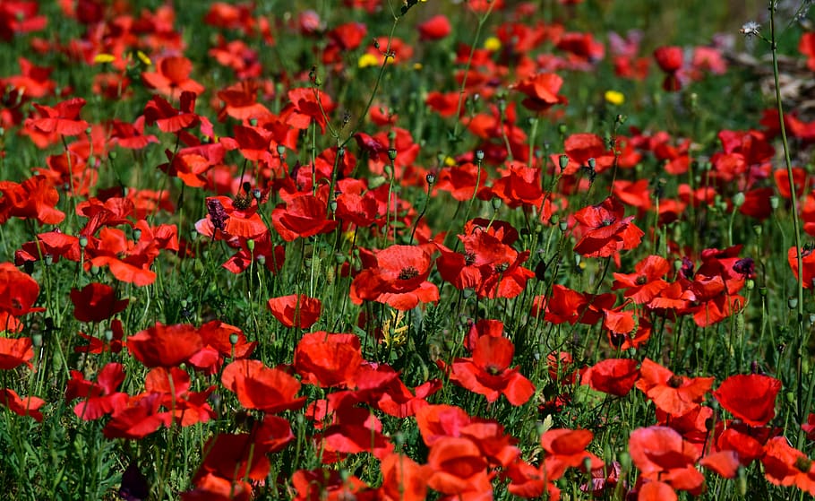 Hd Wallpaper Poppy Field Of Poppies Red Nature Red Poppy Thriving Mohnfeld Wallpaper Flare