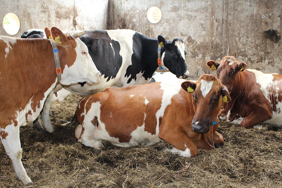Free download | HD wallpaper: cow, netherlands, dutch landscape, cows ...