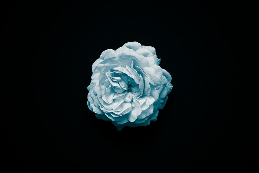 bloom, blossom, flora, flower, nature, studio shot, indoors HD wallpaper
