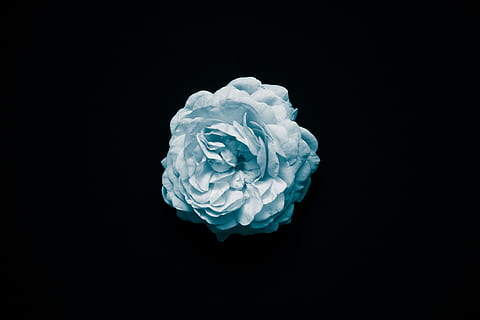 white flower, blue carnation flower, blue Rose, macro, minimalism HD wallpaper