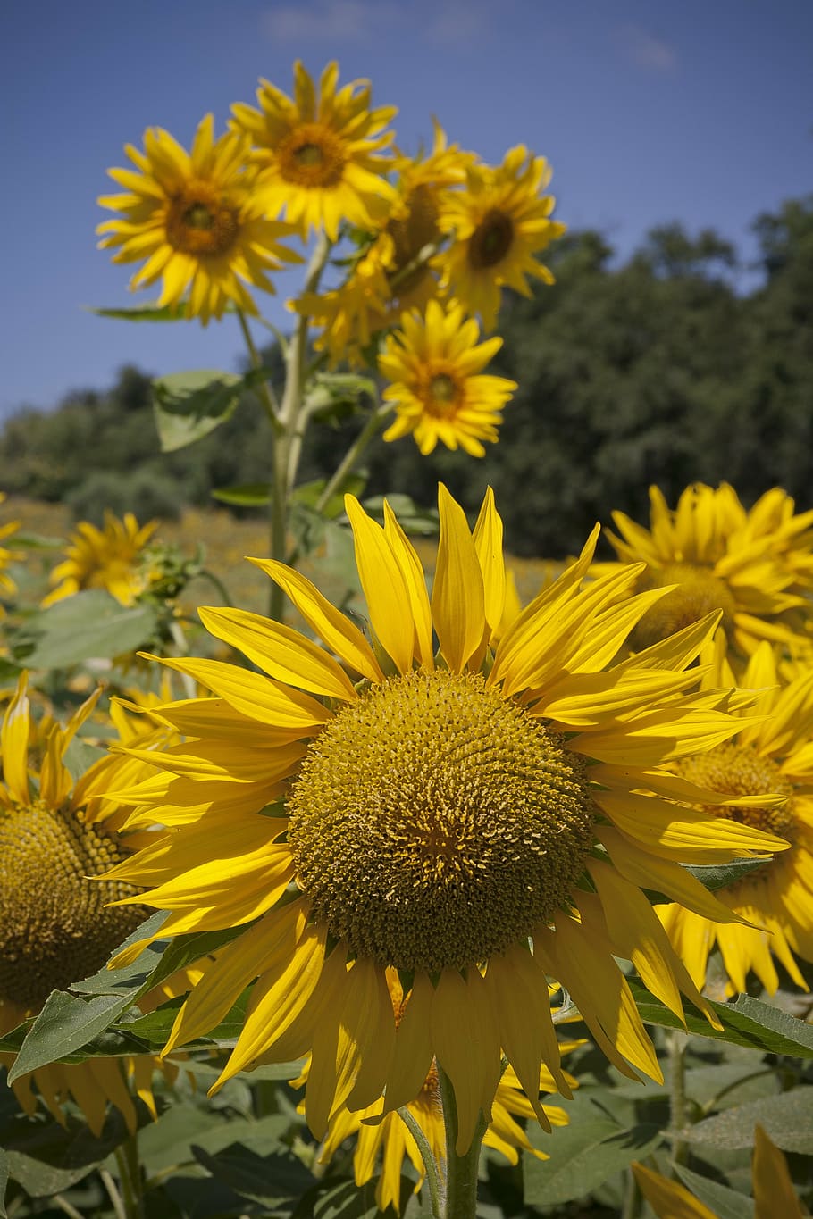 sunflower, sunny, landscape, spring, yellow, flowering plant HD wallpaper