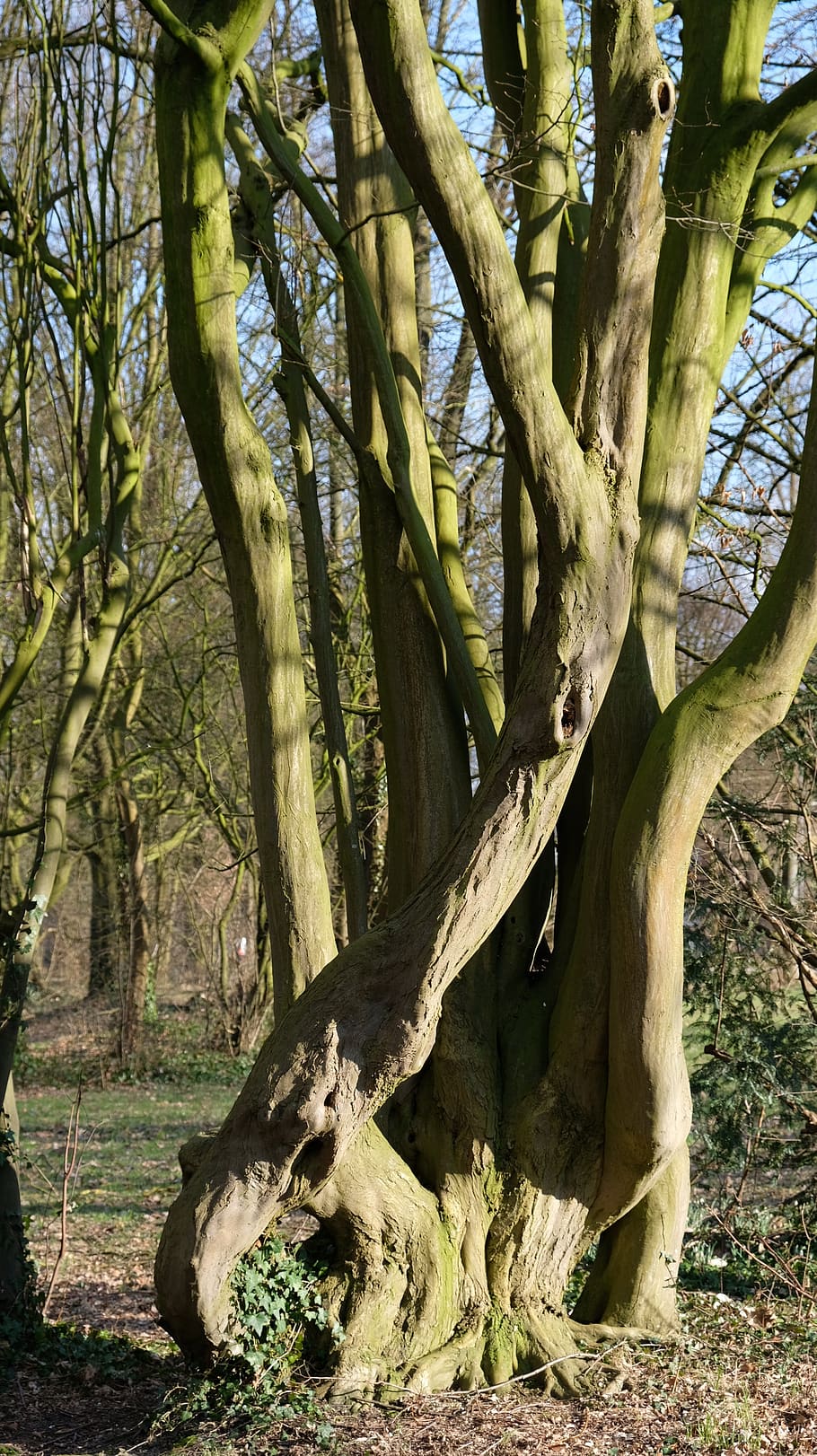 tree, tree roots, plant, tree trunk, nature, land, growth, no people HD wallpaper