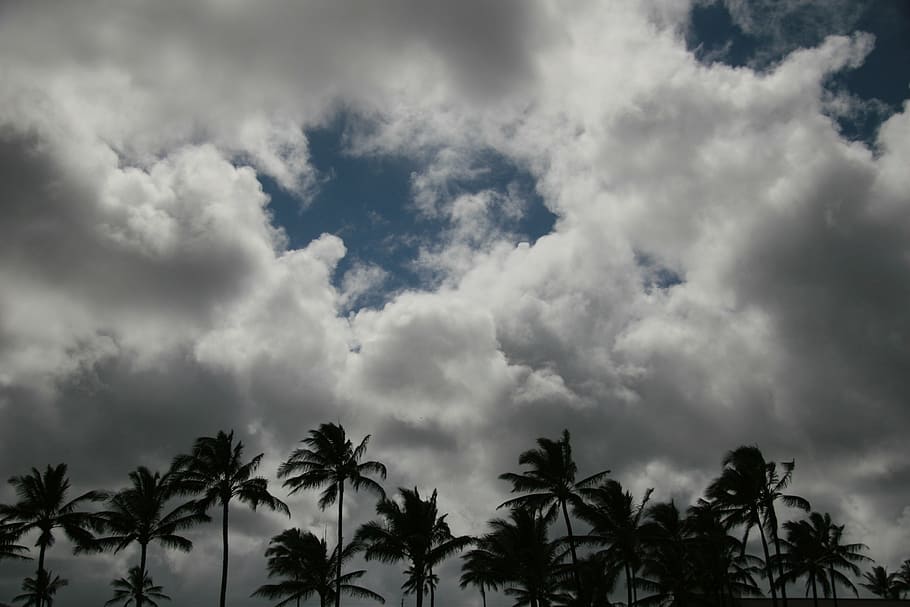 palms, palm tree, clouds, landscape, sky, trees, cloud - sky HD wallpaper