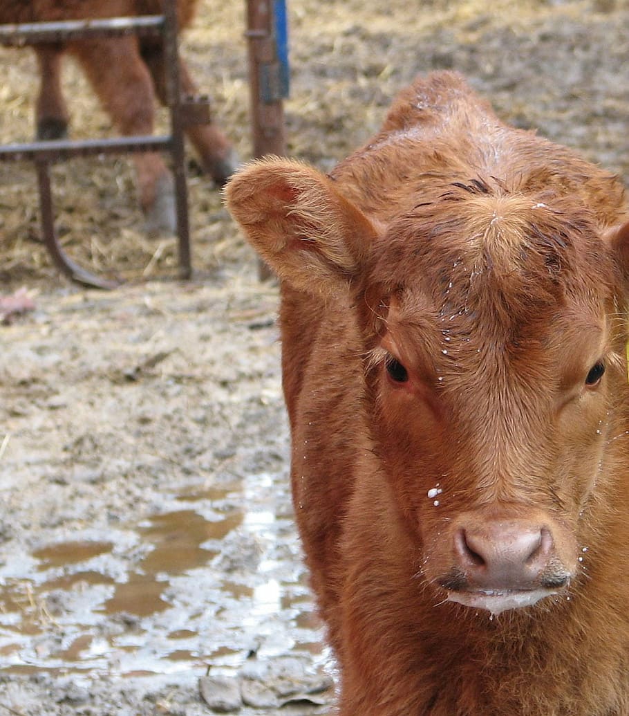 calf, cow, farm, corral, rural, country, animal themes, mammal HD wallpaper
