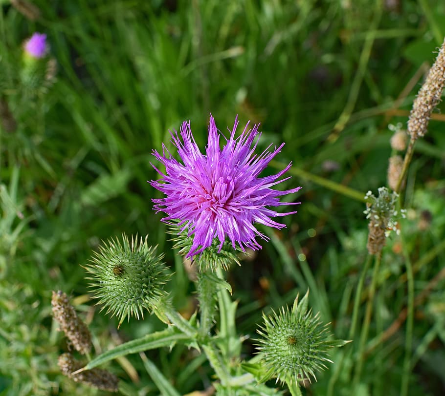 Common Thistle, Top Down, Wildflower, blossom, bloom, meadow HD wallpaper