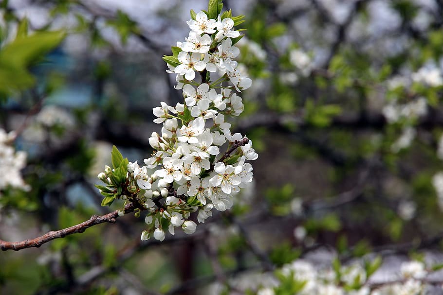 bird-cherry tree, bloom, spring, the leaves of the branch, flower HD wallpaper
