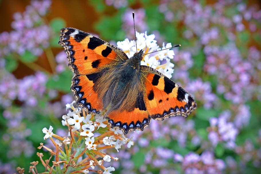 butterfly, little fox, aglais urticae, nettle butterfly, orange, HD wallpaper
