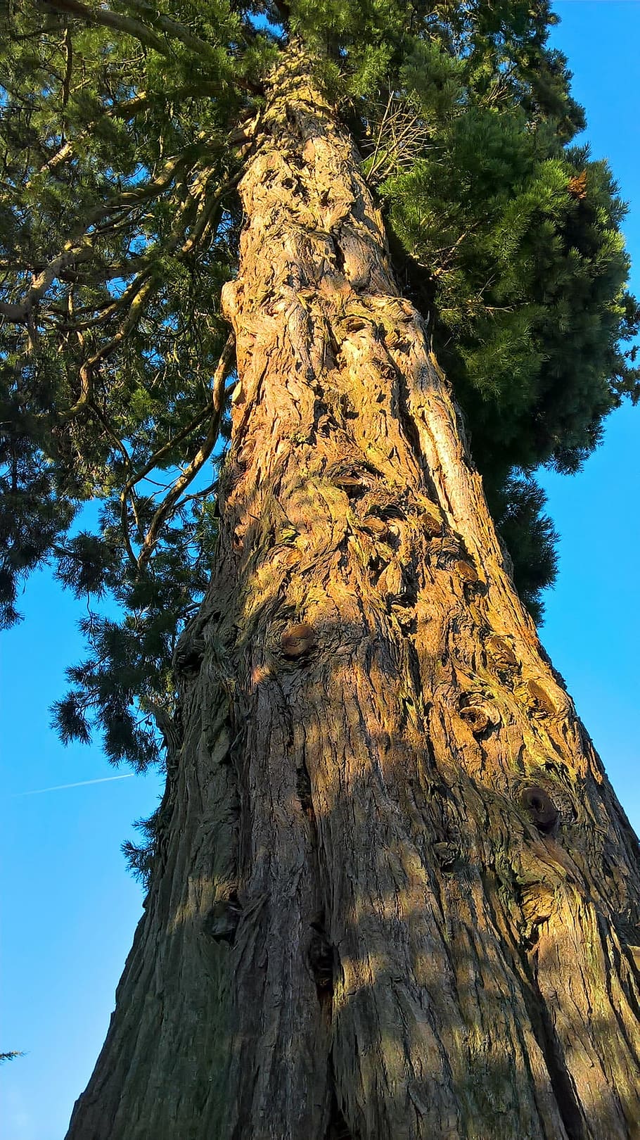 tree, air, blue sky, trees, skies, wood, nature, tree Trunk HD wallpaper