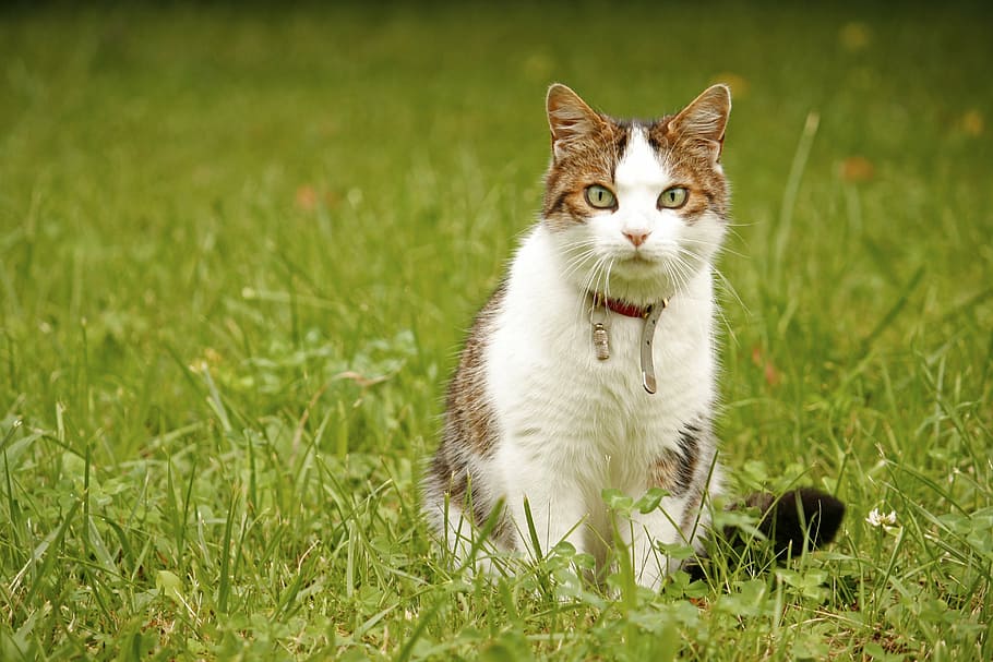 white and grey cat on green grass field, animal, mieze, spotted, HD wallpaper