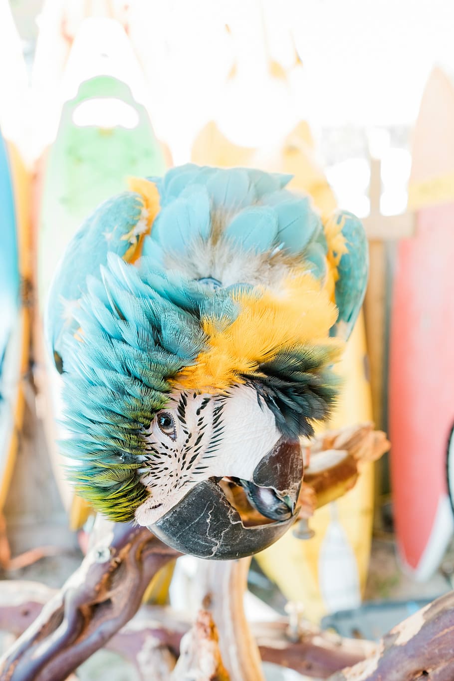 yellow-and-blue macaw, blue and gold macaw on brown twig, feather HD wallpaper