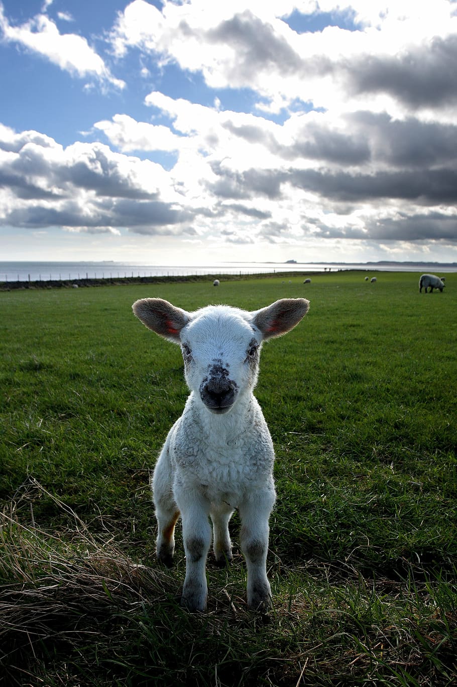 white calf, lamb, field, holy island, small, pasture, cloud - sky, HD wallpaper