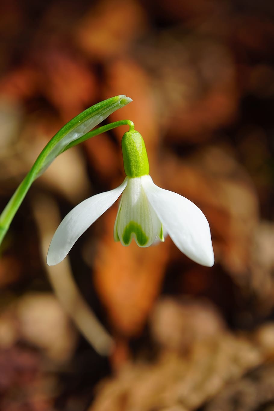 snowdrop, blossom, bloom, spring flower, plant, close, macro HD wallpaper