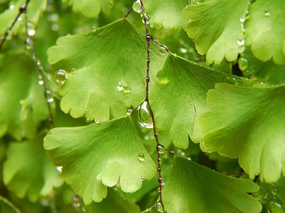 fern, green, wet, drops, leaf, plant part, green color, water HD wallpaper