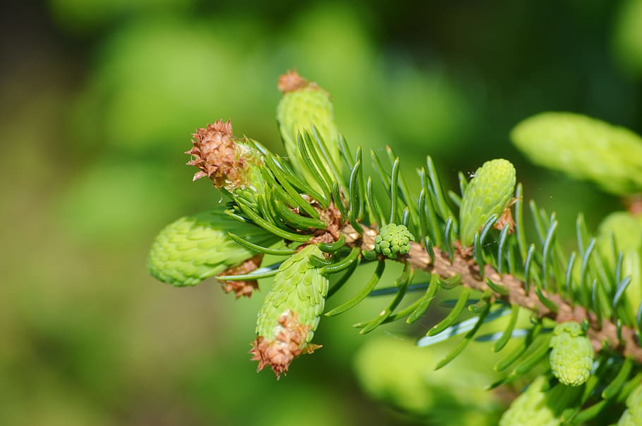 Pine, Branch, Engine, Needles, pine branch, spruce, nature HD wallpaper