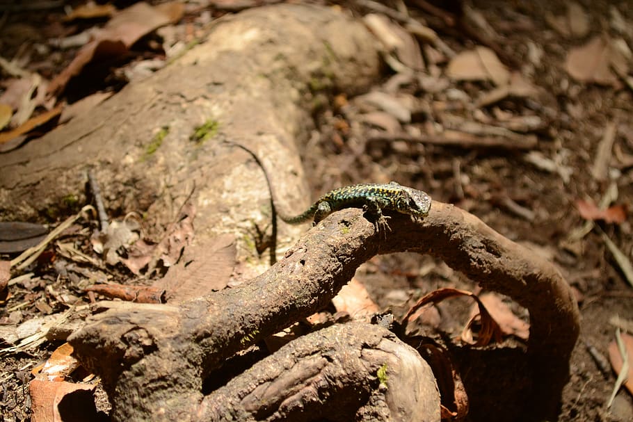 lizard, animals, nature, reptiles, fauna, emerald lagartija HD wallpaper