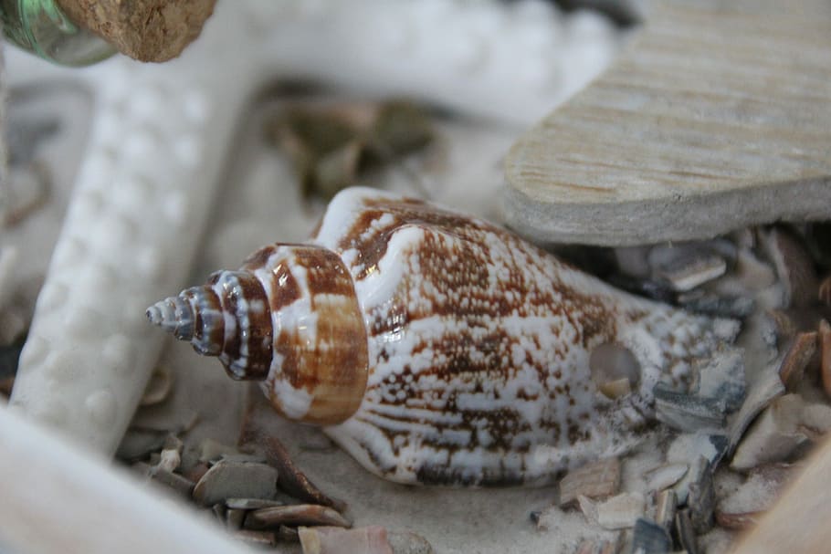 Shell, Deco, Beach, wine, close-up, no people, drink, indoors HD wallpaper