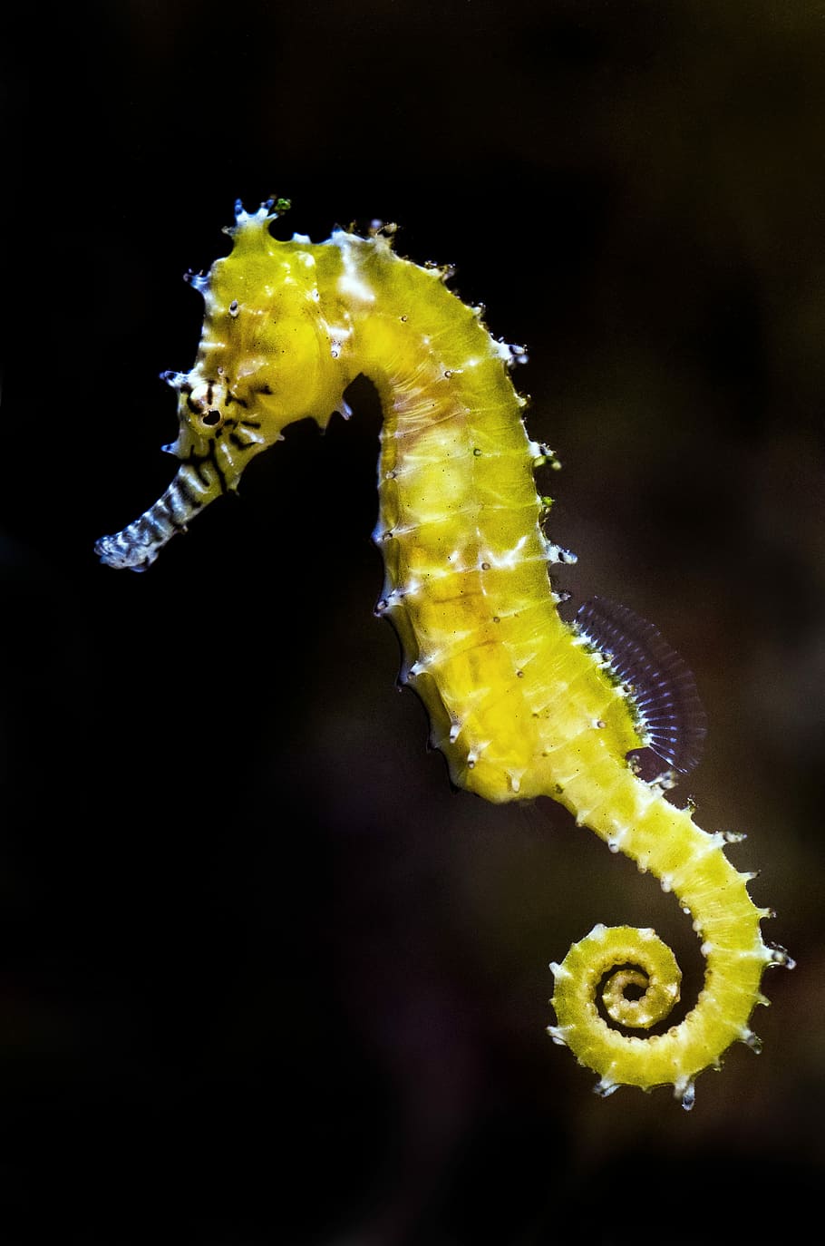 shallow focus photography of green seahorse, wildlife photography of yellow seahorse