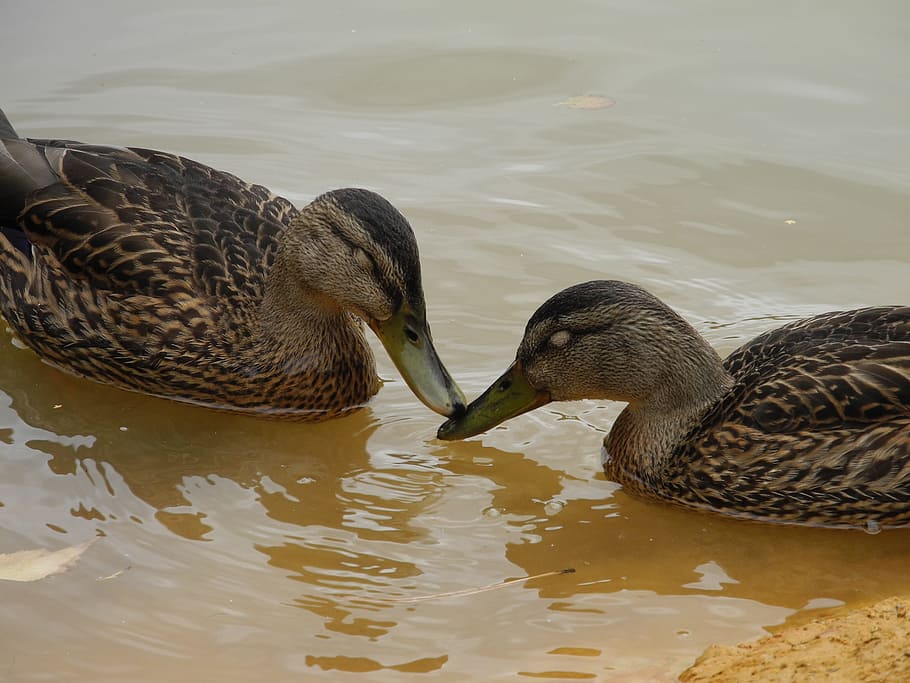ducks, animals, feathers, beaks, pond, mare, water, kisses HD wallpaper