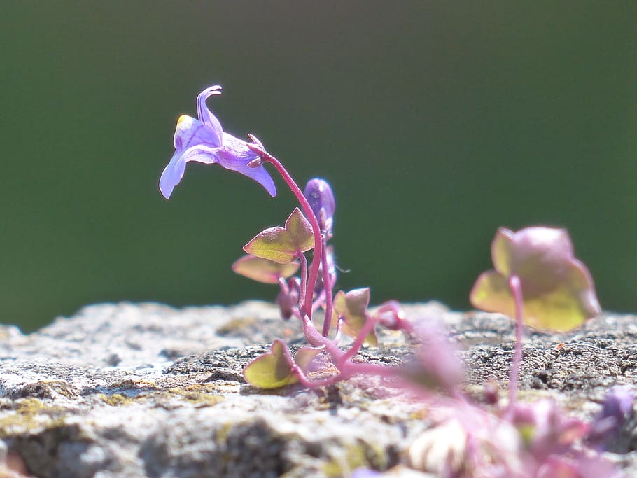 dulcimer herb, blossom, bloom, blue, violet, purple, zymbelkraut HD wallpaper