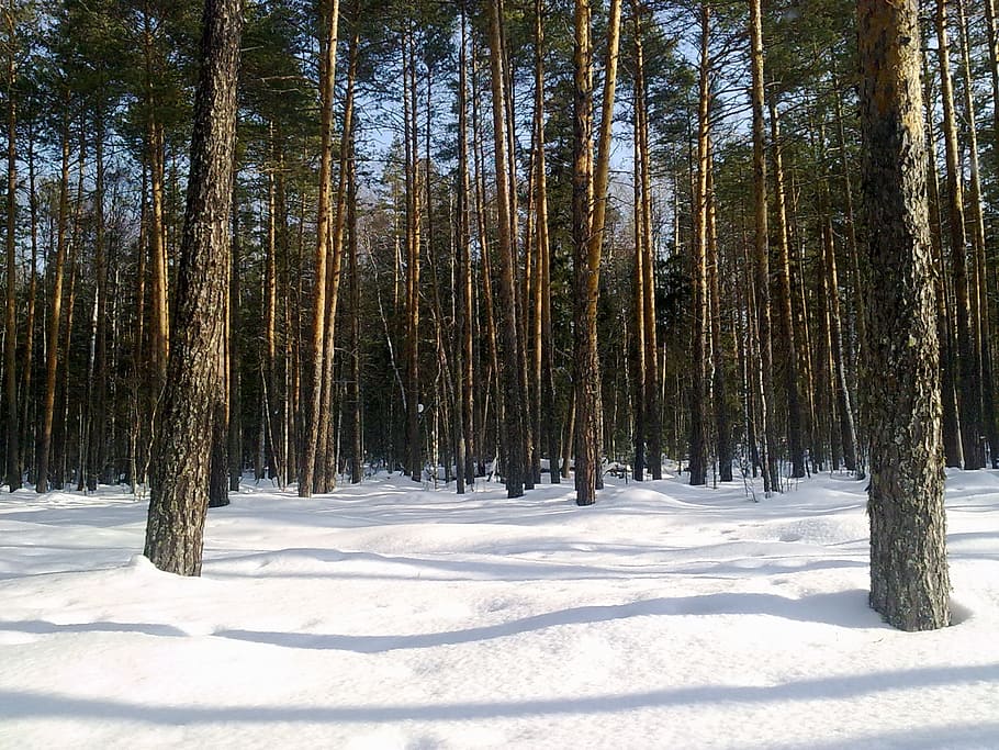 Forest, Tree, Winter, Winter, winter forest, landscape, pine HD wallpaper