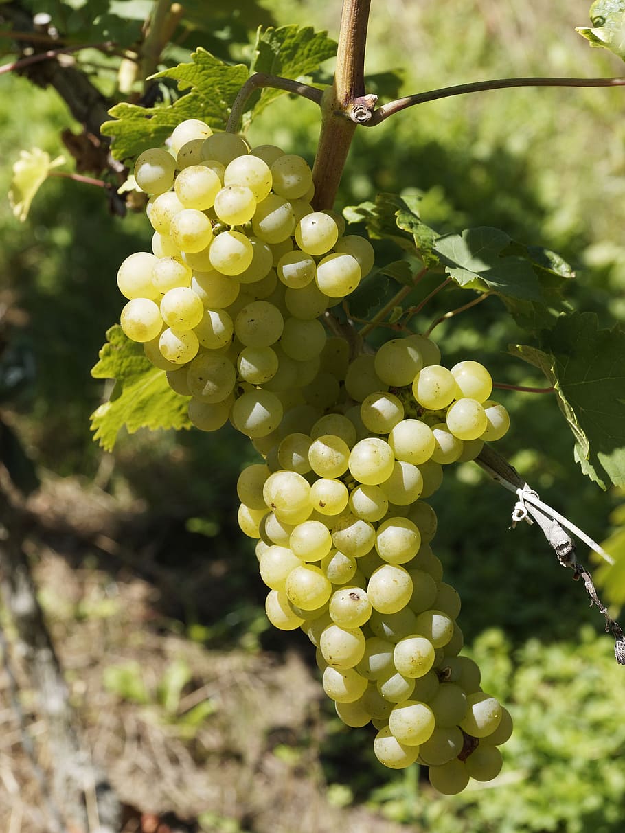 vines, vineyards, grapes, burgundy, nature, harvest, wine region HD wallpaper
