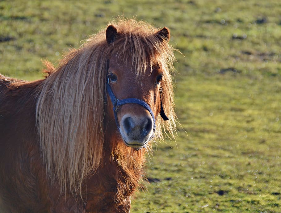 Shetland Pony, Animal, wuschelig, mane, sweet, fur, pasture