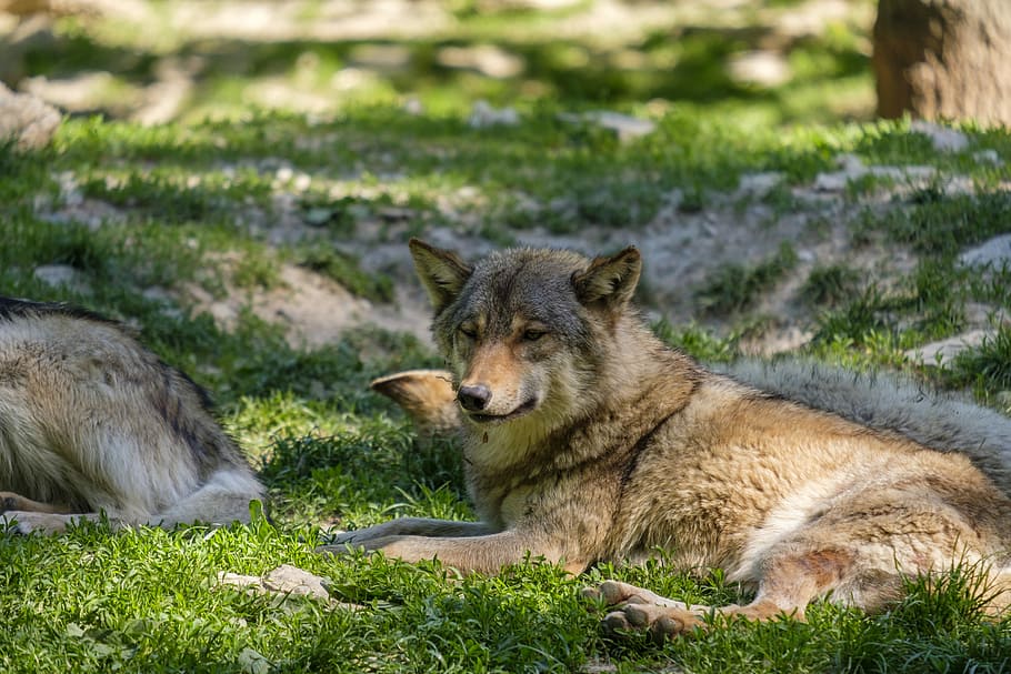 gray wolf on grass, predator, dog, pack animal, european wolf HD wallpaper