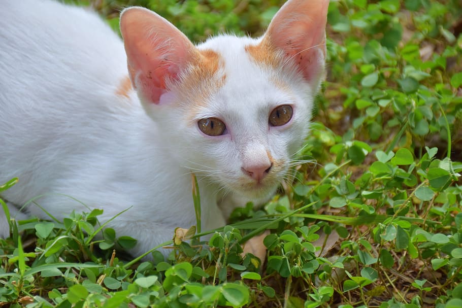 cat, kitten, cute, white, nature, animals, pets, domestic, mammal HD wallpaper