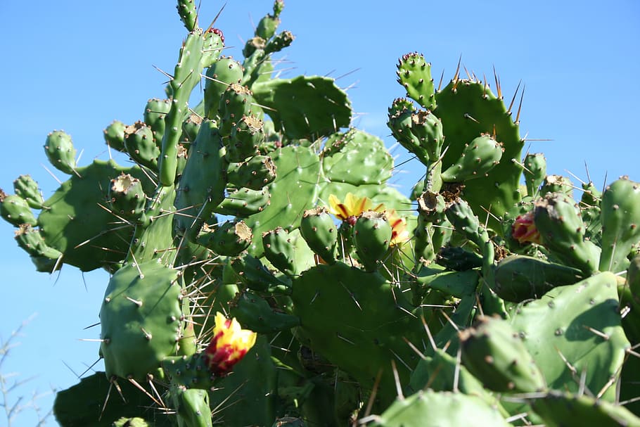 cactus, corsican, flower, growth, plant, leaf, plant part, green color HD wallpaper
