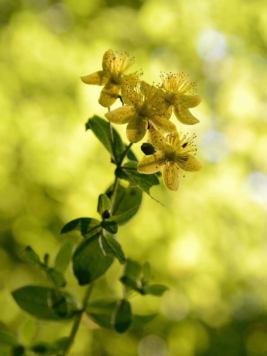 macro, yellow, flower, nature, flowering plant, beauty in nature HD wallpaper
