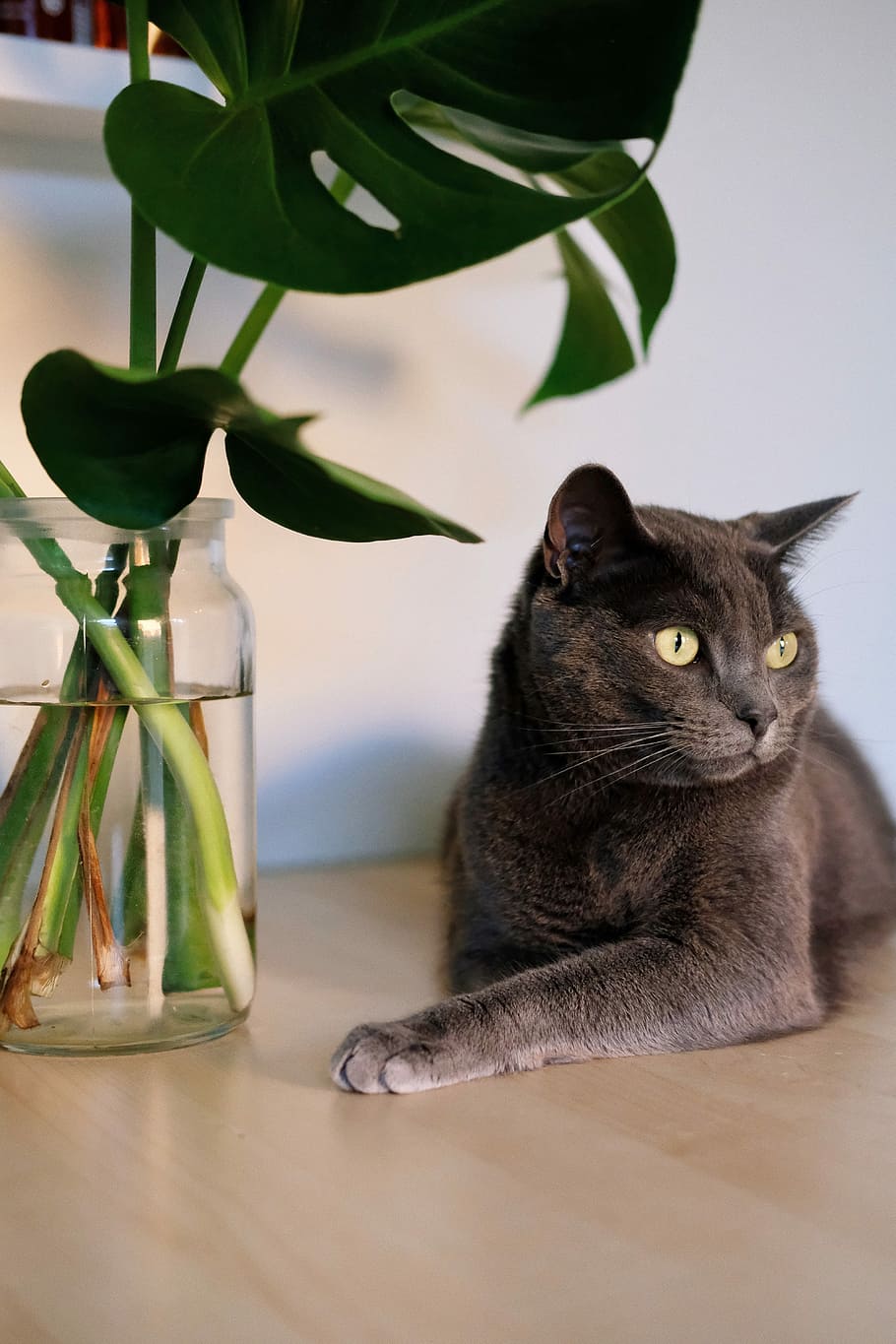 Monstera Cat, Russian blue cat laying near clear jar with green leafed plant, HD wallpaper